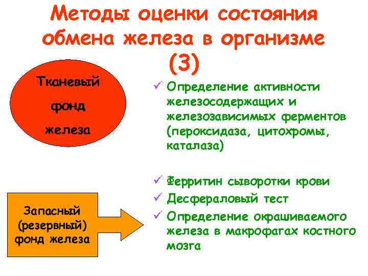 Состояние обмена. Обмен железа при железодефицитной анемии. Методы оценки обмена железа. Основные метаболические фонды железа. Резервный фонд железа.