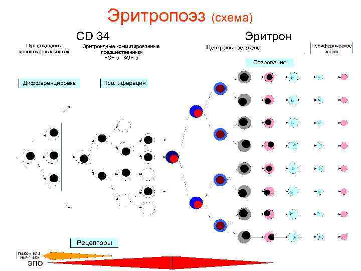 Эритропоэз (схема) 