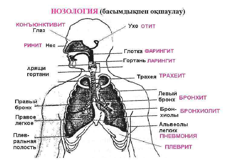 Nosologia латынь. Нозология картинки.