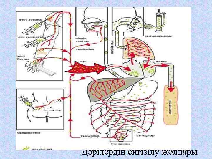 Дәрілердің енгізілу жолдары 