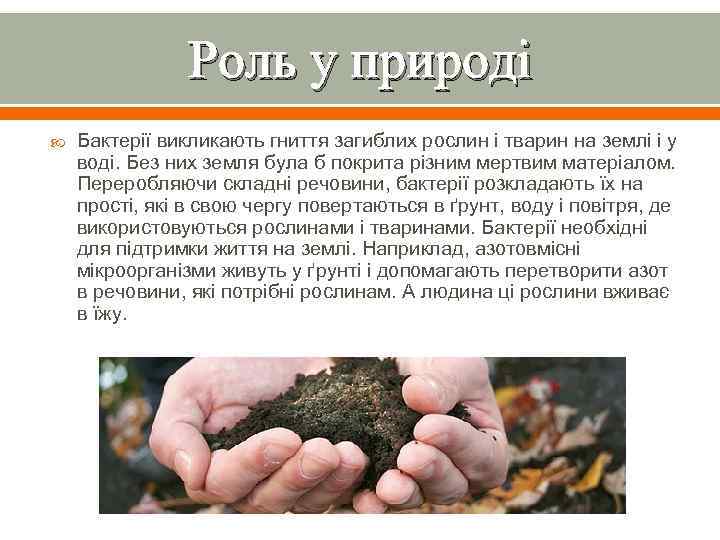 Роль у природі Бактерії викликають гниття загиблих рослин і тварин на землі і у