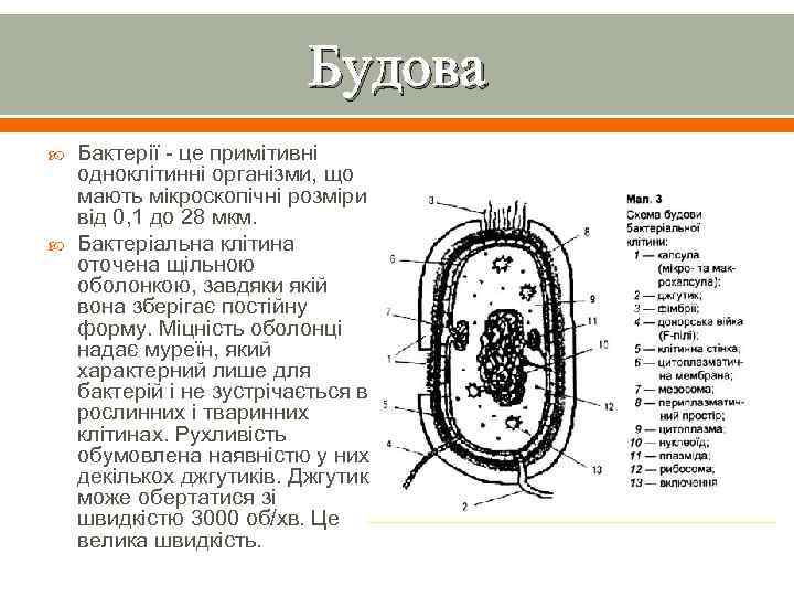 Будова Бактерії - це примітивні одноклітинні організми, що мають мікроскопічні розміри від 0, 1