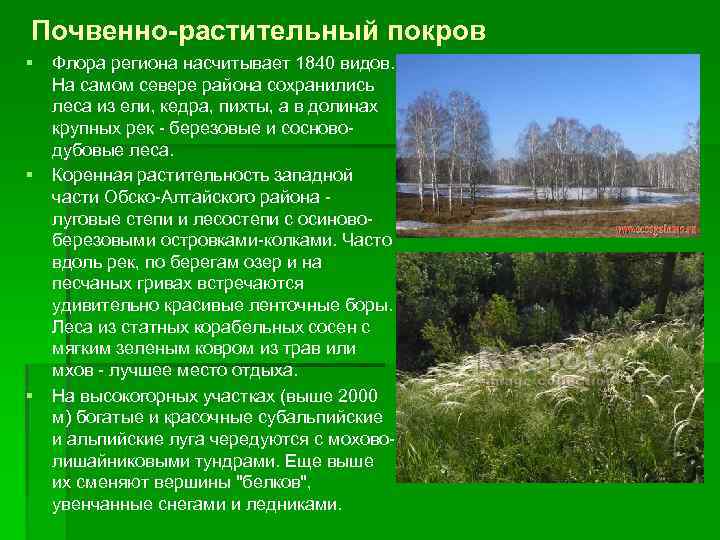 Почвенно-растительный покров § § § Флора региона насчитывает 1840 видов. На самом севере района