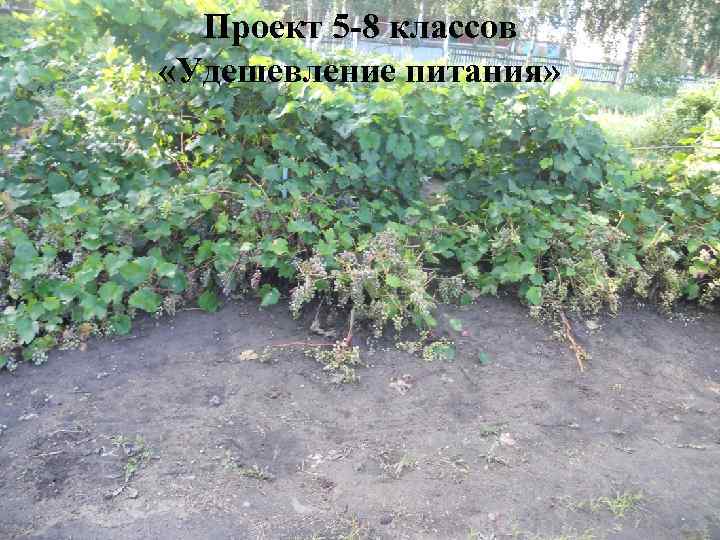 Проект 5 -8 классов «Удешевление питания» 