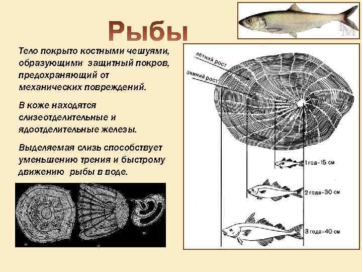 Железы рыб. Кожные железы у рыб. Строение чешуи костных рыб. Кожный Покров рыб. Костные рыбы тело покрыто костной чешуей
