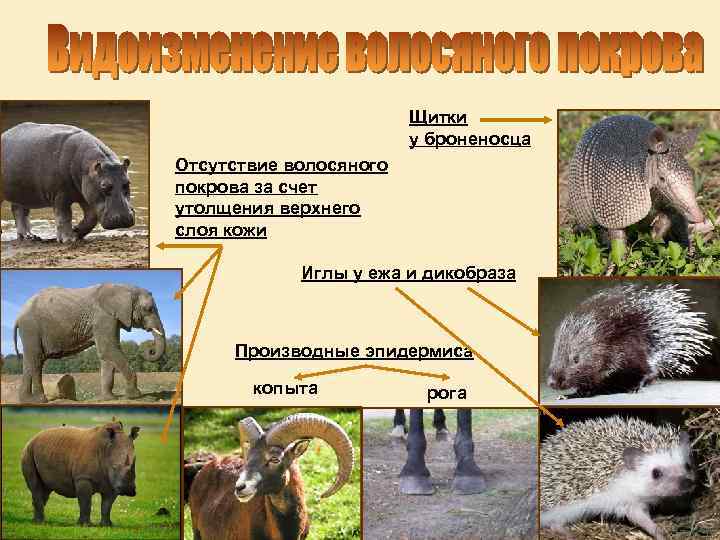 Щитки у броненосца Отсутствие волосяного покрова за счет утолщения верхнего слоя кожи Иглы у