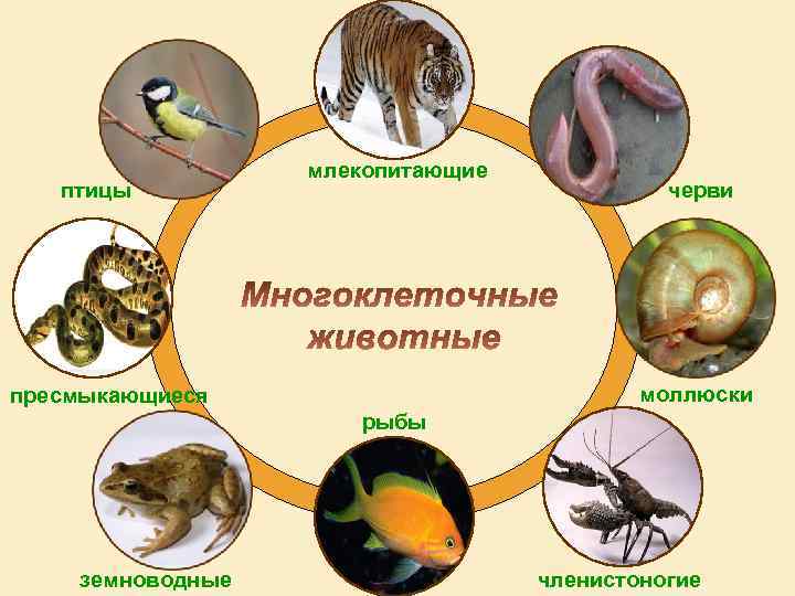 К какому типу относится животное изображенное на рисунке хордовые моллюски членистоногие