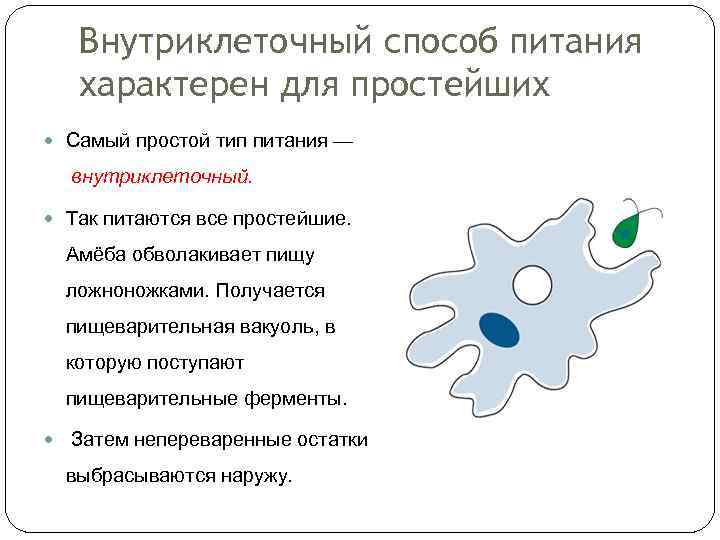 Внутриклеточный способ питания характерен для простейших Самый простой тип питания — внутриклеточный. Так питаются