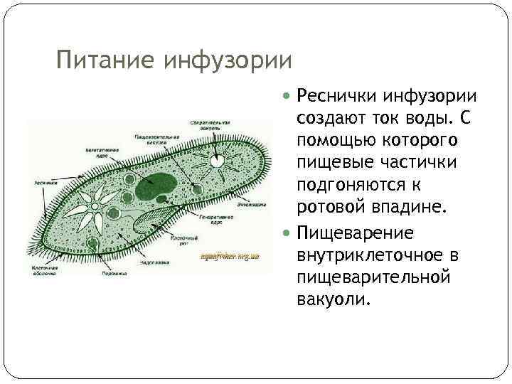 Питание инфузории Реснички инфузории создают ток воды. С помощью которого пищевые частички подгоняются к