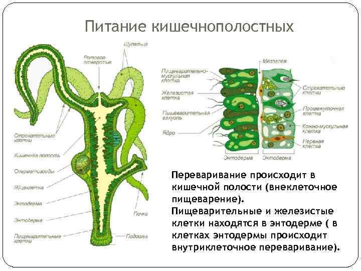 Вторичная полость тела рисунок