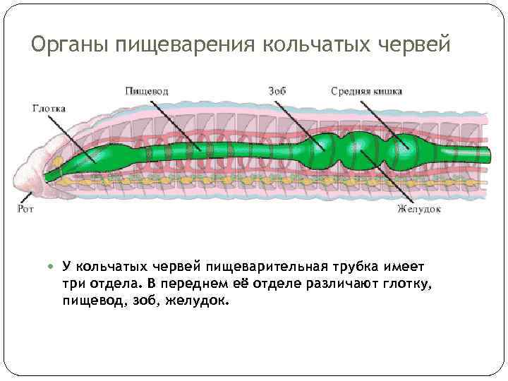 Вторичная полость тела рисунок