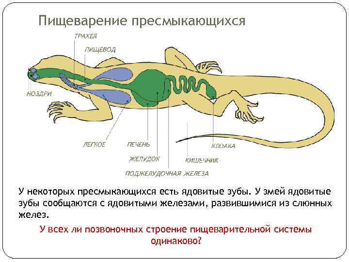 Пищеварение пресмыкающихся У некоторых пресмыкающихся есть ядовитые зубы. У змей ядовитые зубы сообщаются с