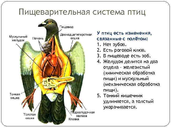 У птицы сохраняются. Пищеварительная система птиц. Схема пищеварительной системы птицы. Пищеварительная система система птиц. Строение пищеварительной системы птиц.