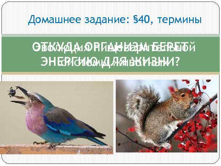 Домашнее задание: § 40, термины ОТКУДА ОРГАНИЗМ БЕРЕТ Эволюция пищеварительной ЭНЕРГИЮ ДЛЯ ЖИЗНИ? системы