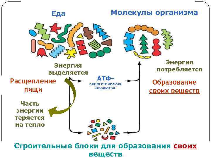 Еда Энергия выделяется Расщепление пищи Молекулы организма Энергия потребляется АТФ- энергетическая «валюта» Образование своих