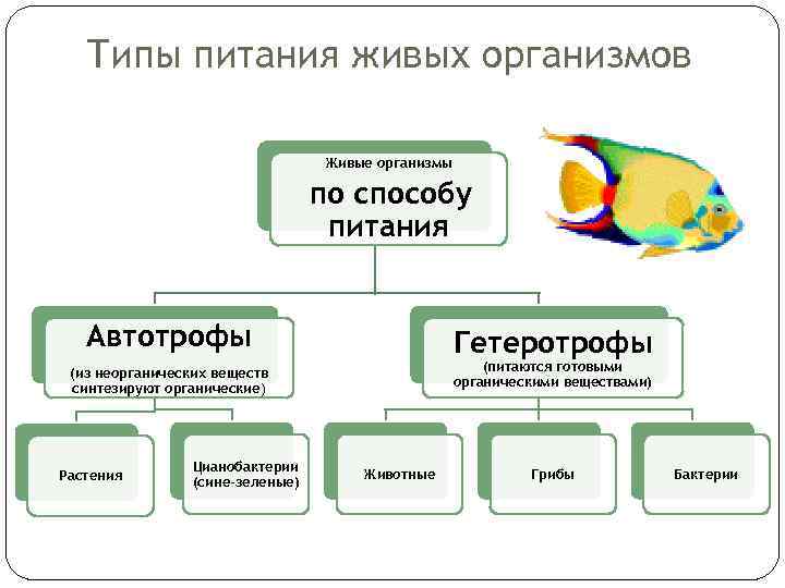 Типы питания живых организмов Живые организмы по способу питания Автотрофы Гетеротрофы (питаются готовыми органическими