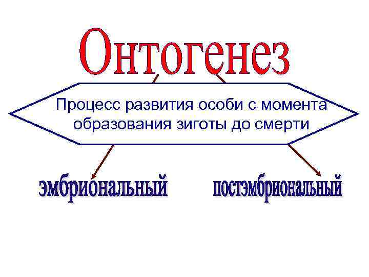 Процесс развития особи с момента образования зиготы до смерти 