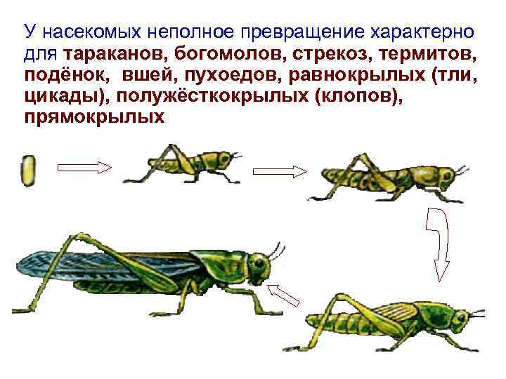 Для насекомых с неполным превращением характерно. Основные стадии жизненного цикла насекомых с неполным превращением. Развитие с неполным превращением у насекомых. Развитие с неполным превращением богомол.
