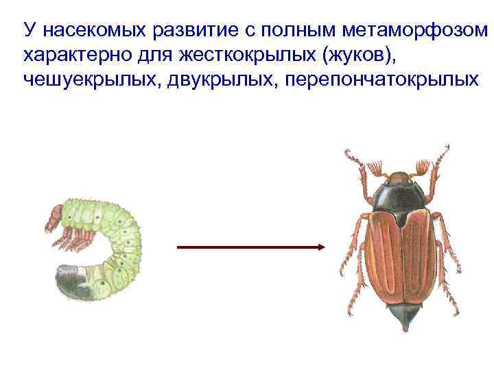 У насекомых развитие с полным метаморфозом характерно для жесткокрылых (жуков), чешуекрылых, двукрылых, перепончатокрылых 