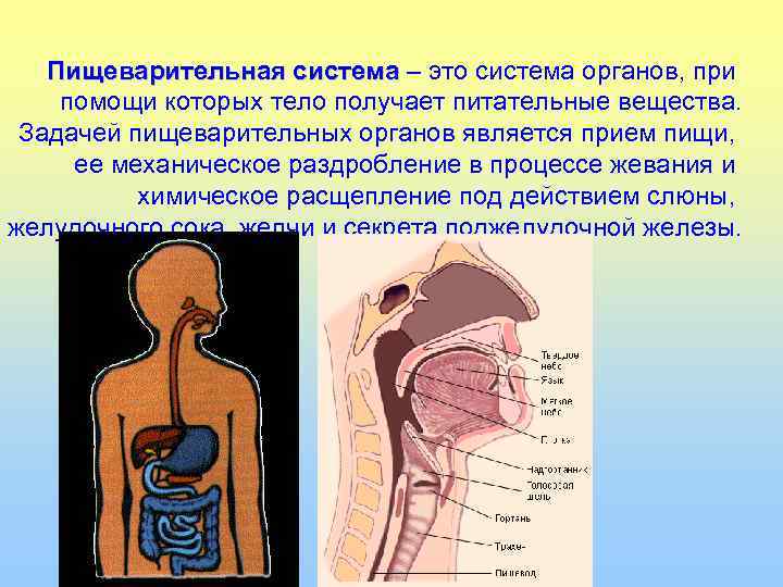 Пищеварительная система – это система органов, при помощи которых тело получает питательные вещества. Задачей