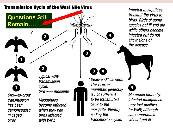 Questions Still Remain……. ? One. NOAA Science Seminars 