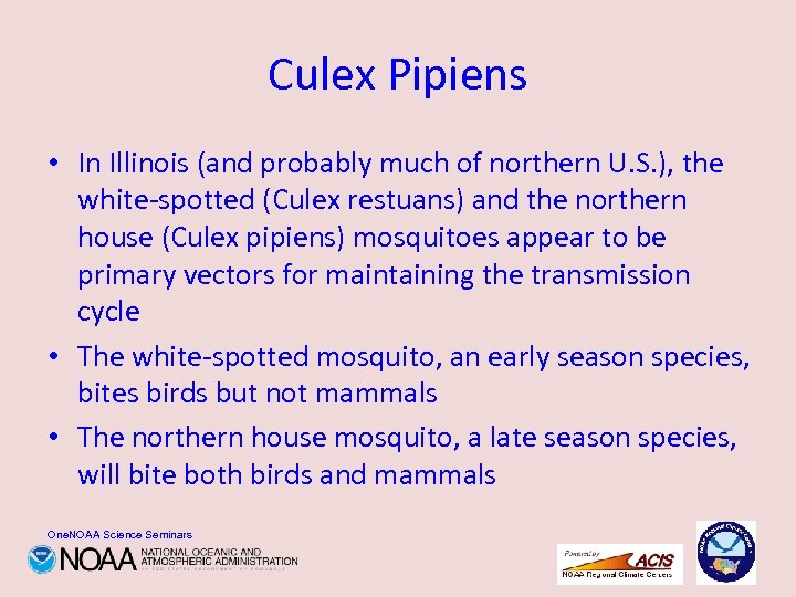 Culex Pipiens • In Illinois (and probably much of northern U. S. ), the