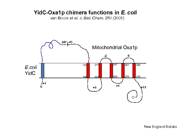 Yid. C-Oxa 1 p chimera functions in E. coli van Bloois et al. J.