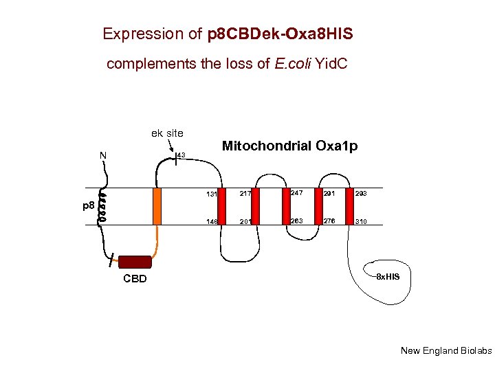 Expression of p 8 CBDek-Oxa 8 HIS complements the loss of E. coli Yid.