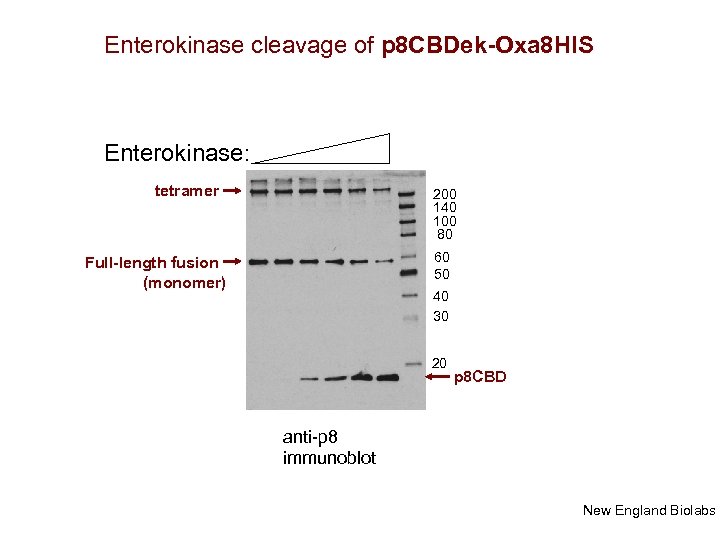 Enterokinase cleavage of p 8 CBDek-Oxa 8 HIS Enterokinase: tetramer 200 140 100 80