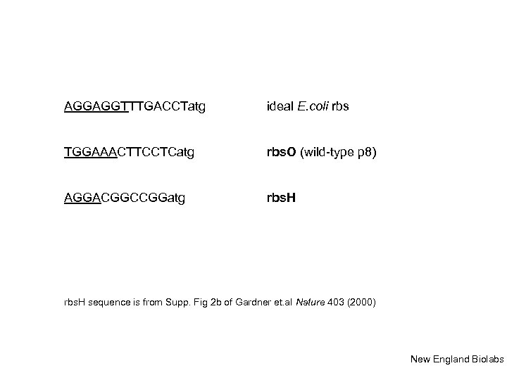 AGGAGGTTTGACCTatg ideal E. coli rbs TGGAAACTTCCTCatg rbs. O (wild-type p 8) AGGACGGCCGGatg rbs. H