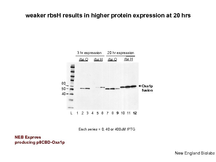 weaker rbs. H results in higher protein expression at 20 hrs 3 hr expression