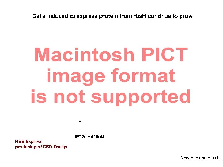 Cells induced to express protein from rbs. H continue to grow NEB Express producing