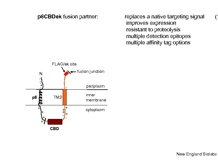 p 8 CBDek fusion partner: replaces a native targeting signal improves expression resistant to