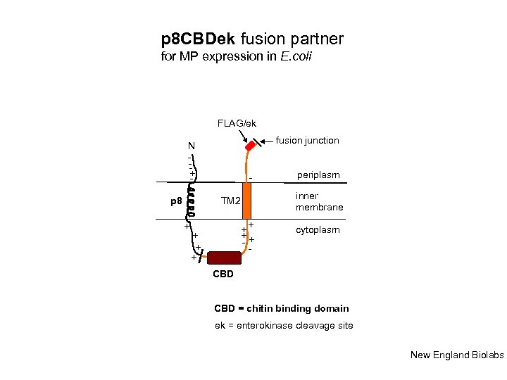 p 8 CBDek fusion partner for MP expression in E. coli FLAG/ek fusion junction