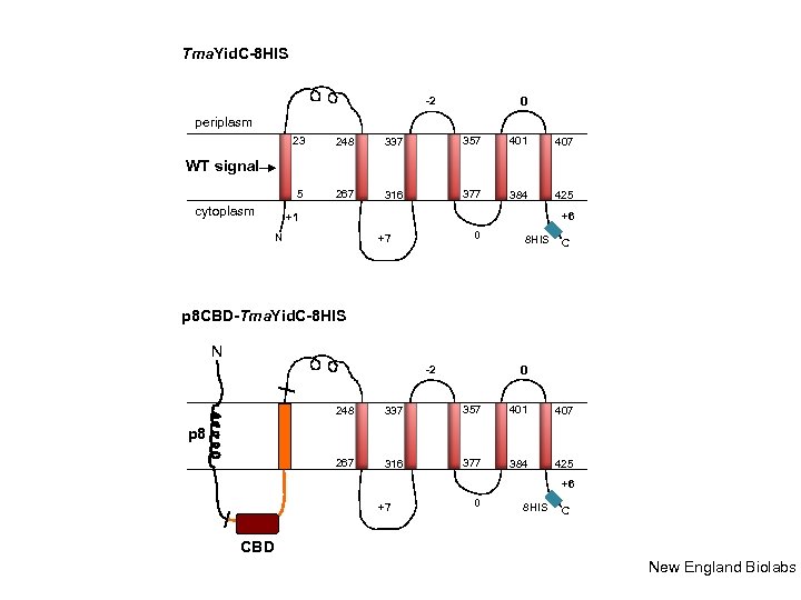 Tma. Yid. C-8 HIS 0 -2 periplasm 23 248 337 357 401 407 5