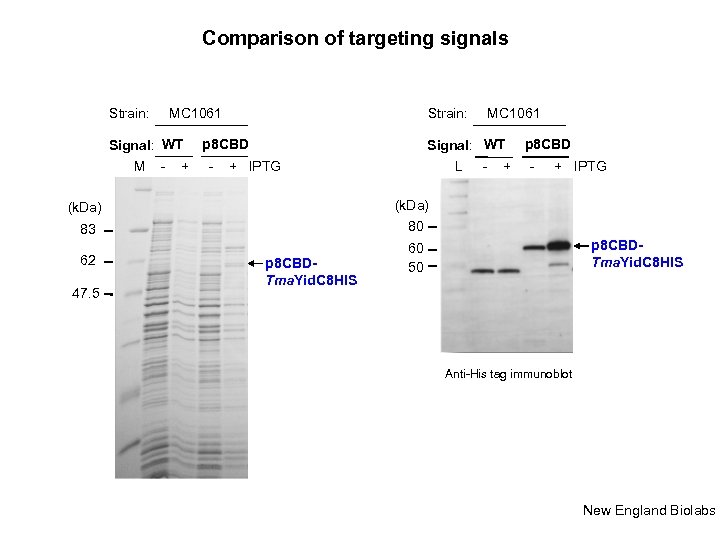 Comparison of targeting signals Strain: MC 1061 Strain: Signal: WT p 8 CBD M