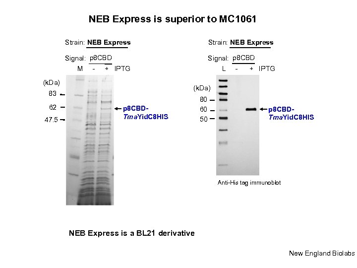 NEB Express is superior to MC 1061 Strain: NEB Express Signal: p 8 CBD