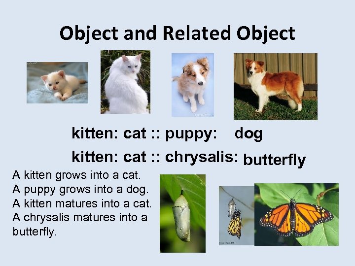 Object and Related Object kitten: cat : : puppy: dog kitten: cat : :