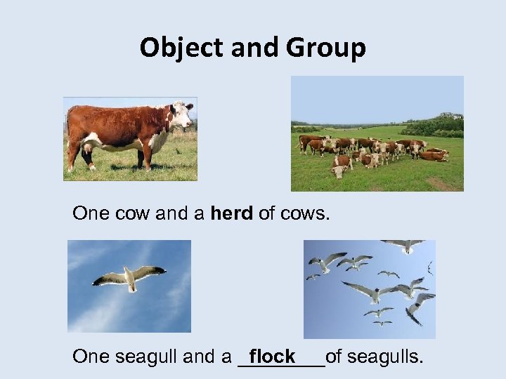 Object and Group One cow and a herd of cows. One seagull and a