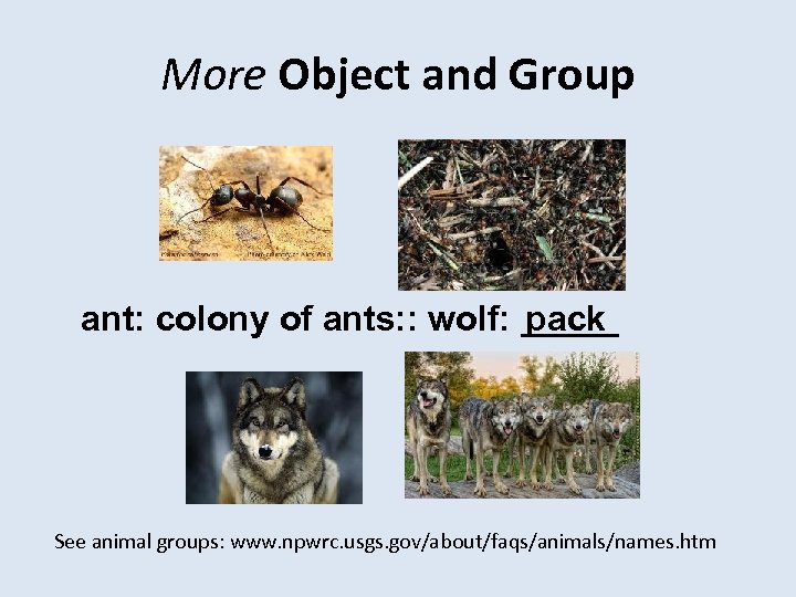 More Object and Group ant: colony of ants: : wolf: _____ pack See animal