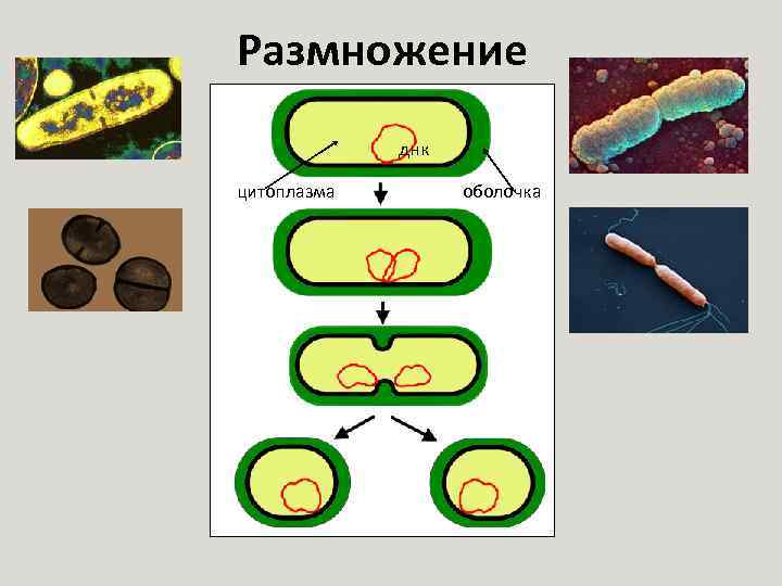 Размножение днк цитоплазма оболочка 