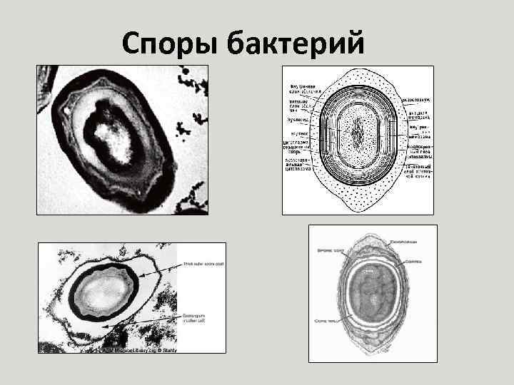 Споры бактерий 