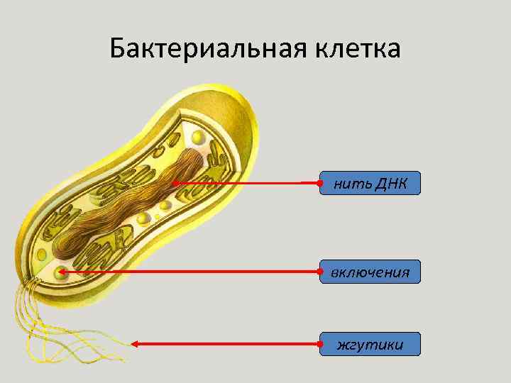 Бактериальная клетка нить ДНК включения жгутики 