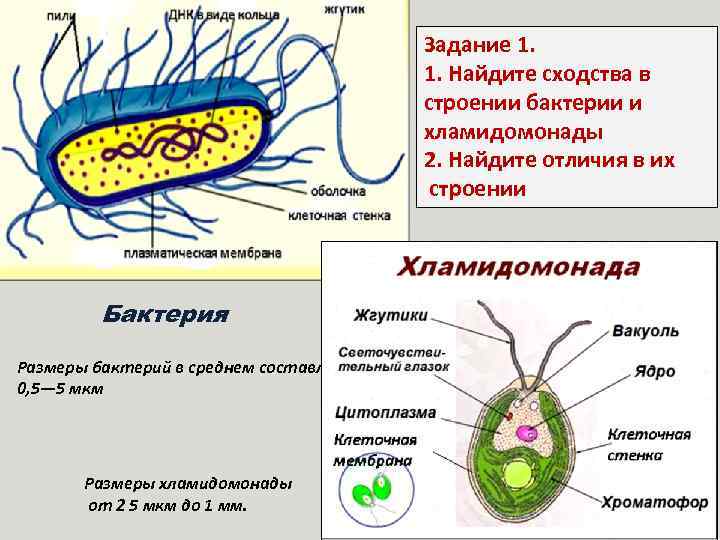 Задание 1. 1. Найдите сходства в строении бактерии и хламидомонады 2. Найдите отличия в