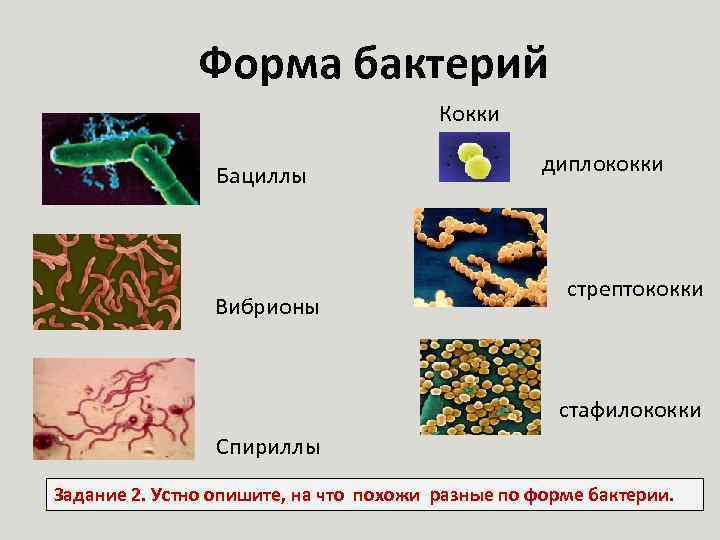 Форма бактерий Кокки Бациллы Вибрионы диплококки стрептококки стафилококки Спириллы Задание 2. Устно опишите, на