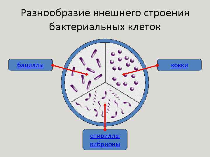 Разнообразие внешнего строения бактериальных клеток бациллы кокки спириллы вибрионы 