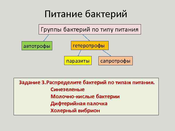 Питание бактерий Группы бактерий по типу питания автотрофы гетеротрофы паразиты сапротрофы Задание 3. Распределите