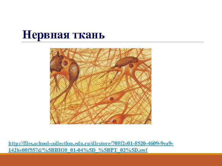 Нервная ткань http: //files. school-collection. edu. ru/dlrstore/708 f 2 c 01 -8520 -4609 -9