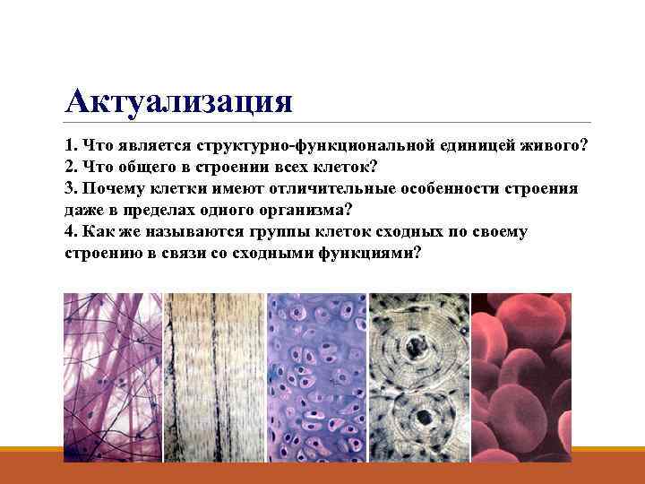 Актуализация 1. Что является структурно-функциональной единицей живого? 2. Что общего в строении всех клеток?