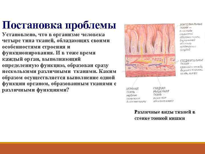 Постановка проблемы Установлено, что в организме человека четыре типа тканей, обладающих своими особенностями строения